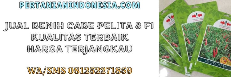 jual,benih,jual benih cabe,jual benih cabe pelita 8 f1,pertanian indonesia